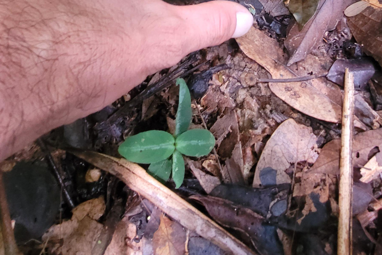 JUATINGA: Excursión de 4 días SELVA ATLÁNTICA y PLAYAS - PARATY - RIO DE JANEIRO