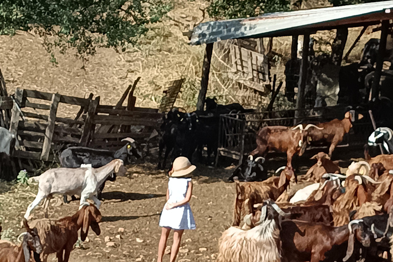 Thessaloniki: Goat Farm, Cheese Tasting & Village Life