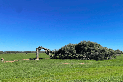 2 Day Pink Lake the Pinnacles &amp; Sand Dunes Coral Coast Tour