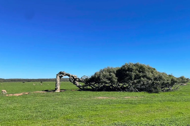 2 Day Pink Lake the Pinnacles &amp; Sand Dunes Coral Coast Tour