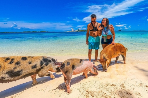 Nassau : Swimming Pigs bateau-taxi avec boissons
