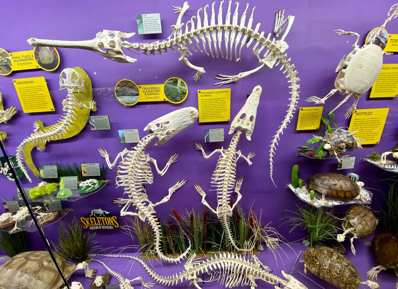 Oklahoma City: SKELETONS: Billet til Museum of Osteology