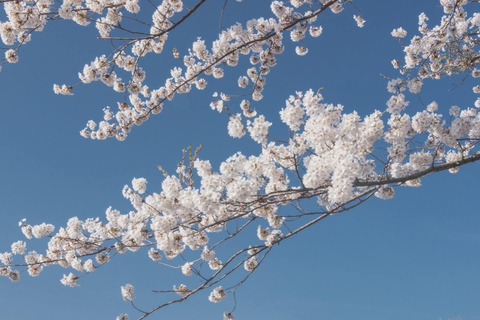 Tokyo: Mt. Fuji & Gotemba Premium Outlets Private Day Tour