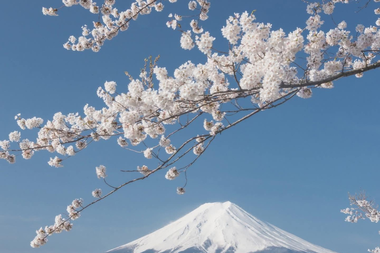 Tokyo: Mt. Fuji & Gotemba Premium Outlets Private Day Tour