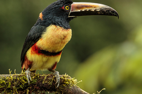 Carara National Park: Guided Walk Carara Costa Rica Nature