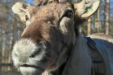 Rovaniemi: Reindeer Farm & Arctic Experience and Photos