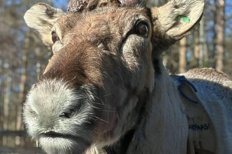 Rovaniemi: Reindeer Farm & Arctic Experience and Photos