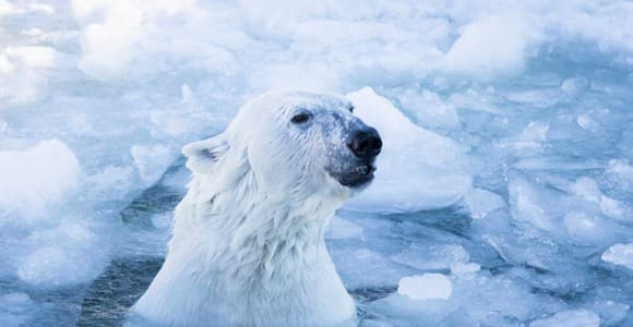 Rovaniemi: Ranua Zoo-Ticket mit Rundgang und Mittagessen