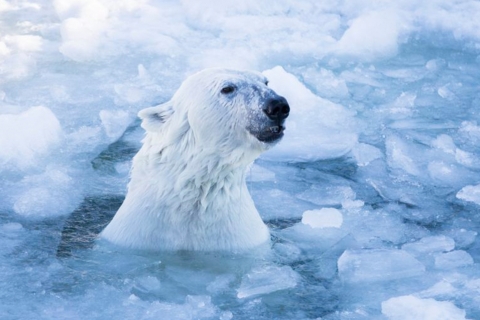 Wycieczka przygodowa z polarnym niedźwiedziem polarnym z lunchem w Rovaniemi!