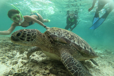 Oslob: Walvishaaien en Moalboal Sardine Run, ZeeschildpaddenOslob Walvishaaien en Moalboal Sardine Run, Zeeschildpadden