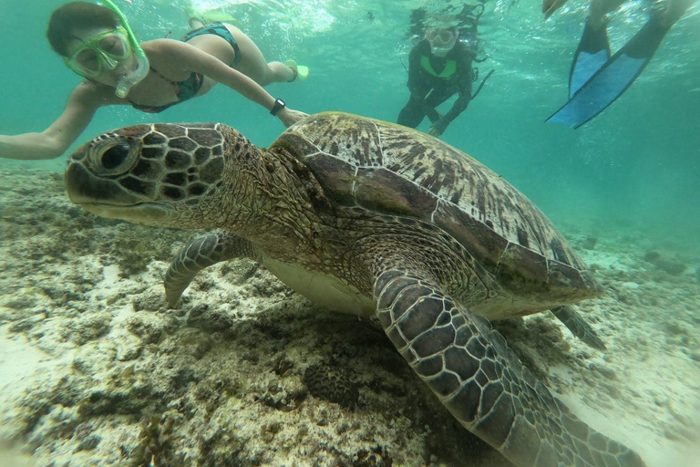 Cebu: Oslob valhajar, Moalboal sardinkörning och havssköldpaddorCebu: Valhajar i Oslob, sardinfiske i Moalboal och havssköldpaddor