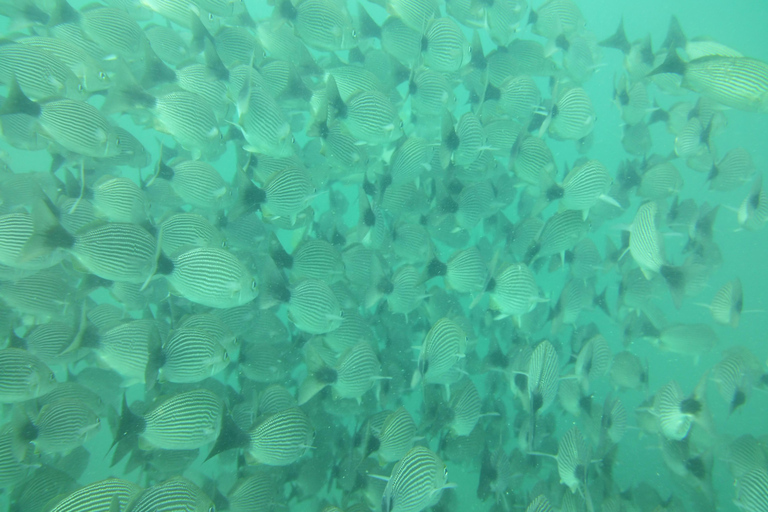 Tamarindo: Snorkeltour met gids en zeeleven spotten