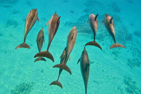 Marsa Alam: Samadai Dolphin House Snorkeling or Diving Marsa Alam: Samadai Dolphin House Snorkeling