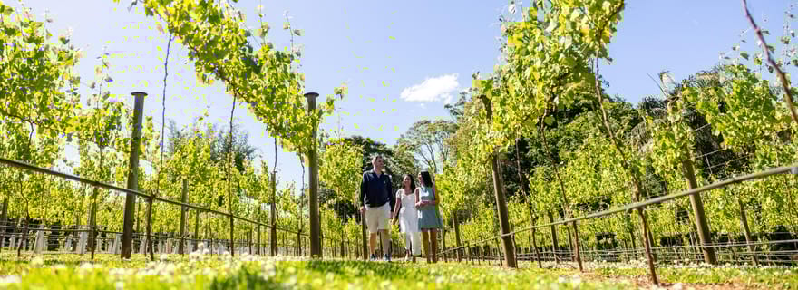 Brisbane : Visite de vignobles avec dégustations et déjeuner à 2 plats