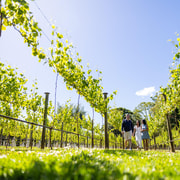Gold Coast: Premium Wine Tour with Gourmet Lunch