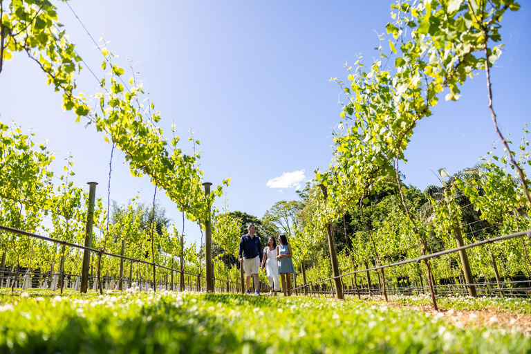 Brisbane: Winery Tour with Tastings and 2-Course Lunch