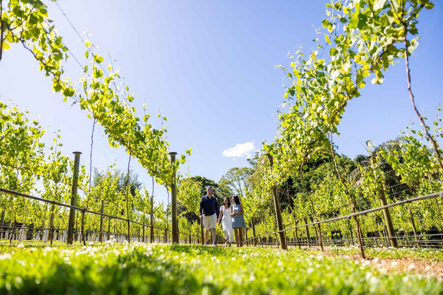 Gold Coast: Premium Wine Tour with Gourmet Lunch - Gold Coast: Premium Wine Tour with Gourmet Lunch
