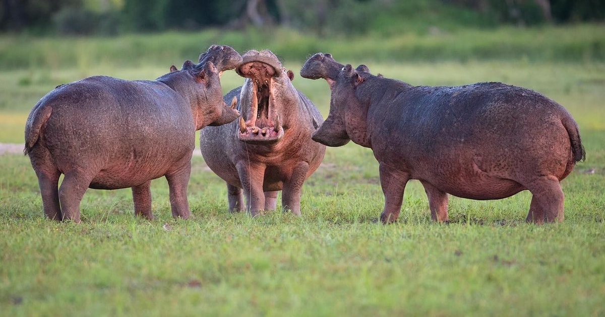 Die SmileSafariTouren. GetYourGuide