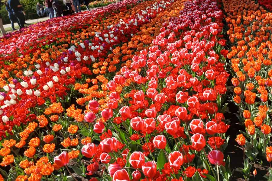 Keukenhof und Tulpenfelder auf einer privaten Tour mit Abholung vom Hotel. Foto: GetYourGuide
