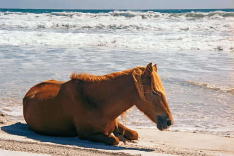 Ibiza: Beach or Nature Horseback Ride with Guide Ibiza: 3 h Beach Horse Ride for experienced riders