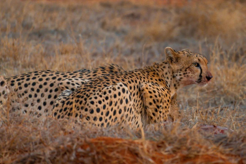 Mombasa: Safari de 4 días a Tsavo Este, Tsavo Oeste y Amboseli