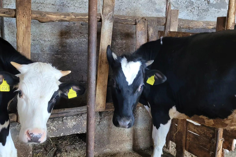 Amalfi: Milk the cows, Make Pasta, Mozzarella and Tiramisù! Private Cooking Class