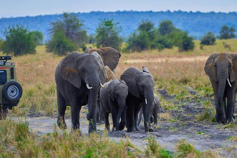 From Moshi/Arusha: Tarangire National Park Day Trip