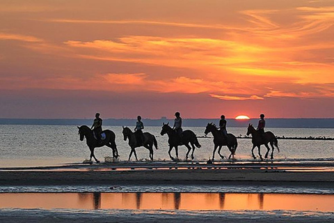 Muscat: Sunset Horse Riding on the Beach + Private Transfer