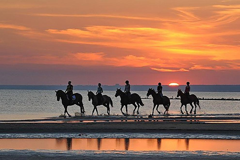 Muscat: Sunset Horse Riding on the Beach + Private Transfer