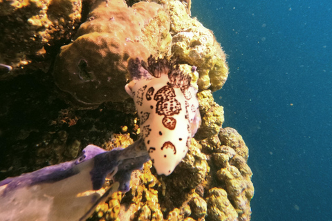 Coron : Cénote de la grotte souterraine de Pukaway et circuit dans les îles