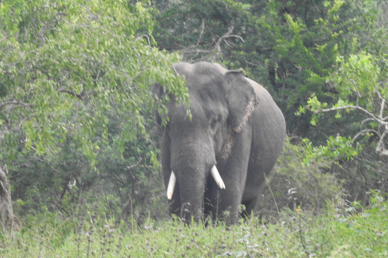 From Galle, Waligama, Mirissa & Yala safari and drop to Ella Yala full day safari (elephants and Leopards)