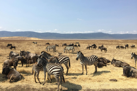 Zanzibar : Safari de 2 jours dans le parc national de Mikumi avec vols