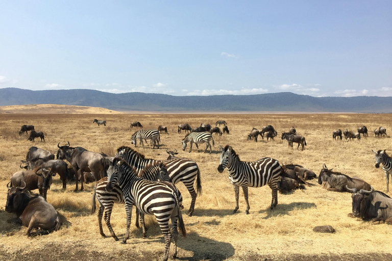 Zanzibar : Safari de 2 jours dans le parc national de Mikumi avec vols