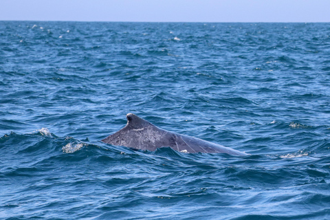 Exclusive Whale Watching Tour in Rio de Janeiro