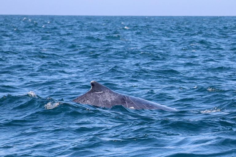Exclusive Whale Watching Tour in Rio de Janeiro