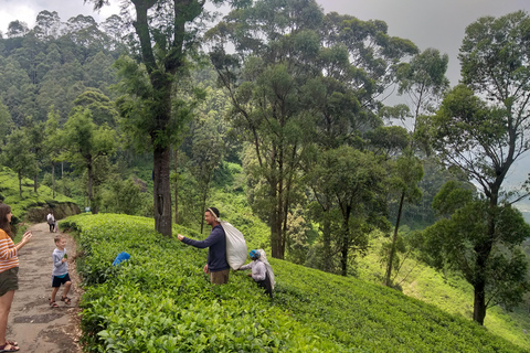 Trekking z Kandy do Ella