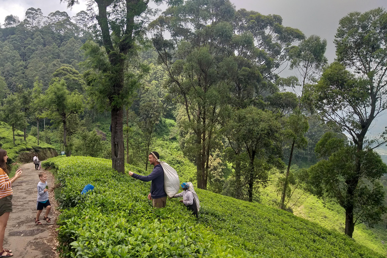 Trekking z Kandy do Ella