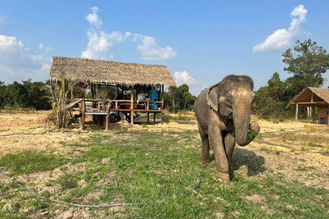 Rundtur i Kambodjas elefantreservat och Banteay Srey-templet