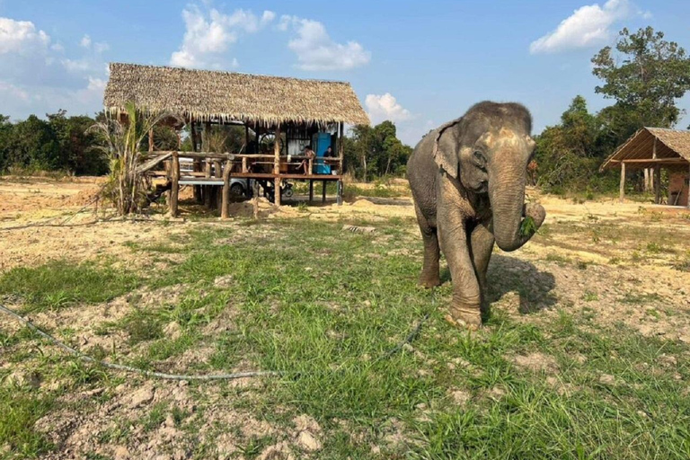 Rundtur i Kambodjas elefantreservat och Banteay Srey-templet