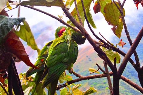 4 Days Inca Jungle Adventure to Machu Picchu