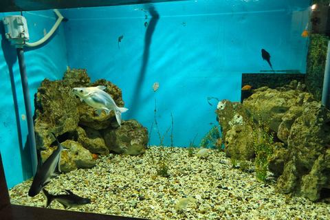 Hurghada: Hurghada City Tour with optional Red Sea Aquarium Group Hurghada City Tour