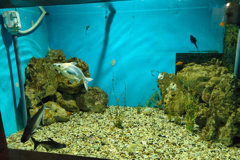 Hurghada: Hurghada City Tour with optional Red Sea Aquarium Group Hurghada City Tour