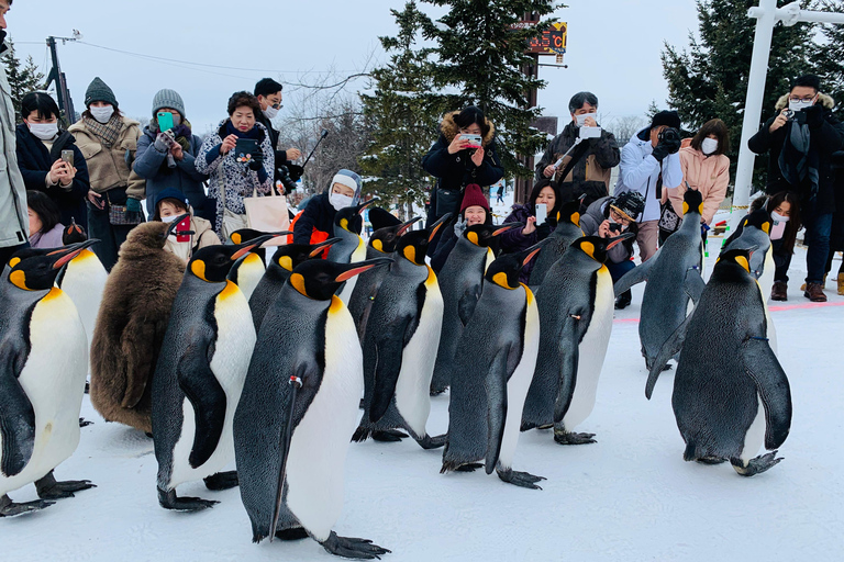 Explore Hokkaido: Penguins, Ramen & Scenic Ropeway Ride