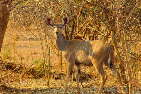 Victoria Falls: Zambezi National Park Game DriveMorning Game Drive