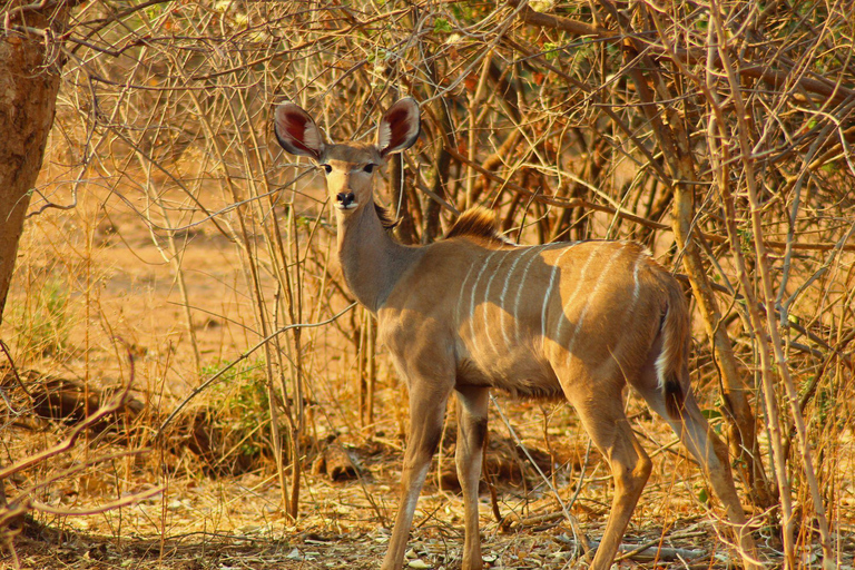 Victoria Watervallen: Zambezi Nationaal Park Game DriveNamiddag wildrit