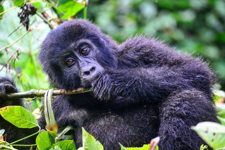 Oeganda: 7-daagse reis om gorilla's, chimpansees en grote katten te zien