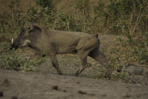 3 Days Lake Mburo National Park Safari Tour, Uganda