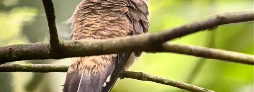Uvita : excursion d'observation des oiseaux