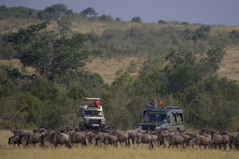 From Nairobi: 3-Day/2-Night Maasai Mara Group Safari