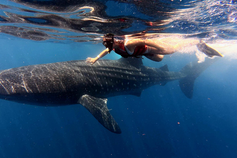 Protected natural reserve: Whale Shark Aqua Safari